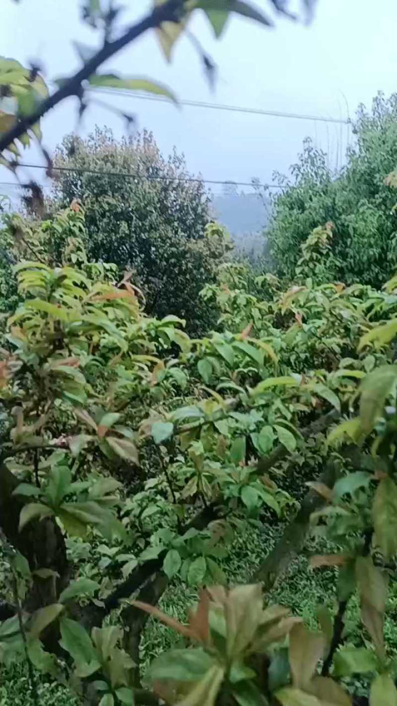 晚熟蜂糖李子苗，苗圃直发，纯甜无酸味，爽口含糖量18至22%