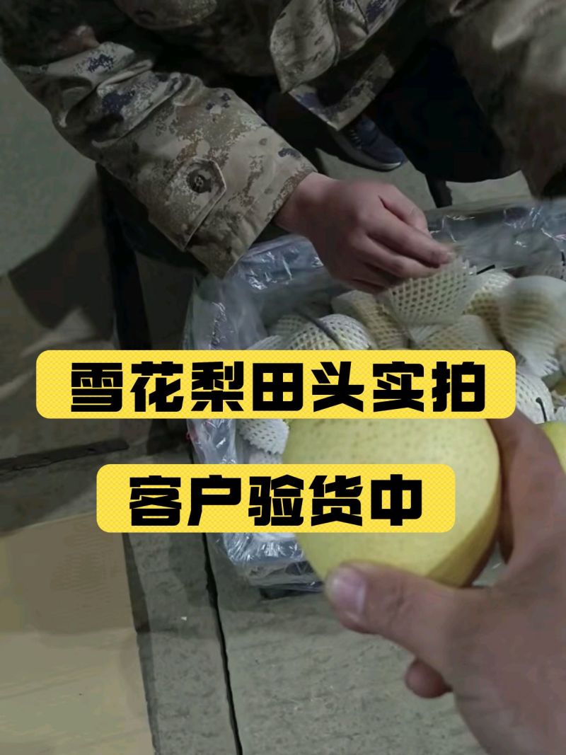 雪花梨大量供应品质保证专业代办欢迎老板来电