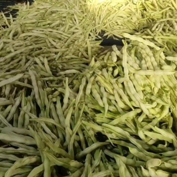 山东临沂优质大棚芸豆产地批发量大价优