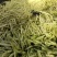 山东临沂优质大棚芸豆产地批发量大价优