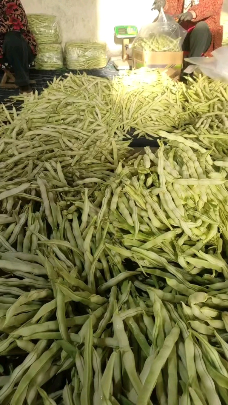 山东临沂优质大棚芸豆产地批发量大价优
