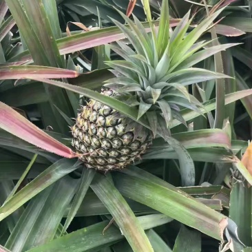 海南凤梨产地直发！