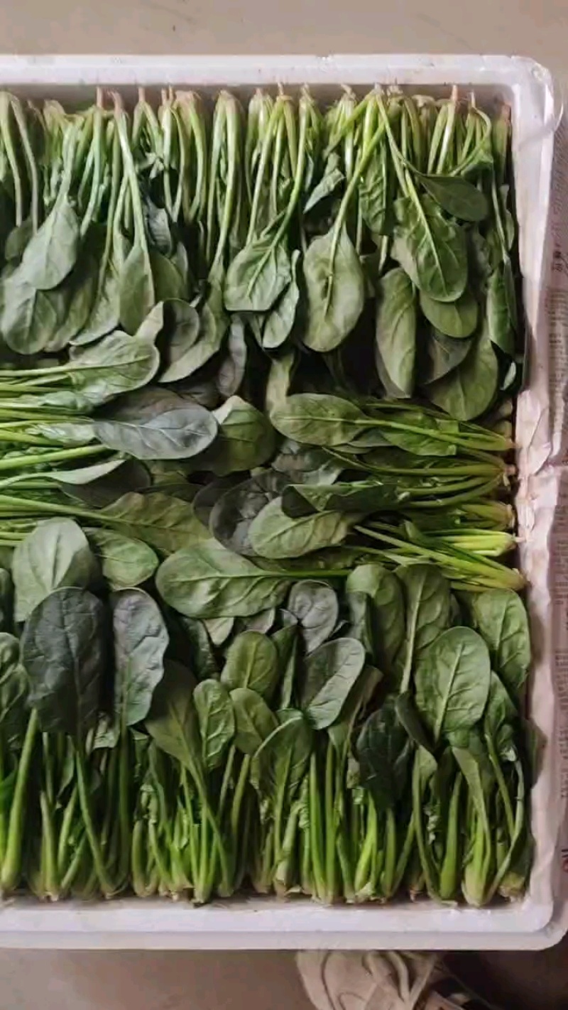 山东泡沫箱装精品小叶菠菜产地一手货源量大价优全国发货