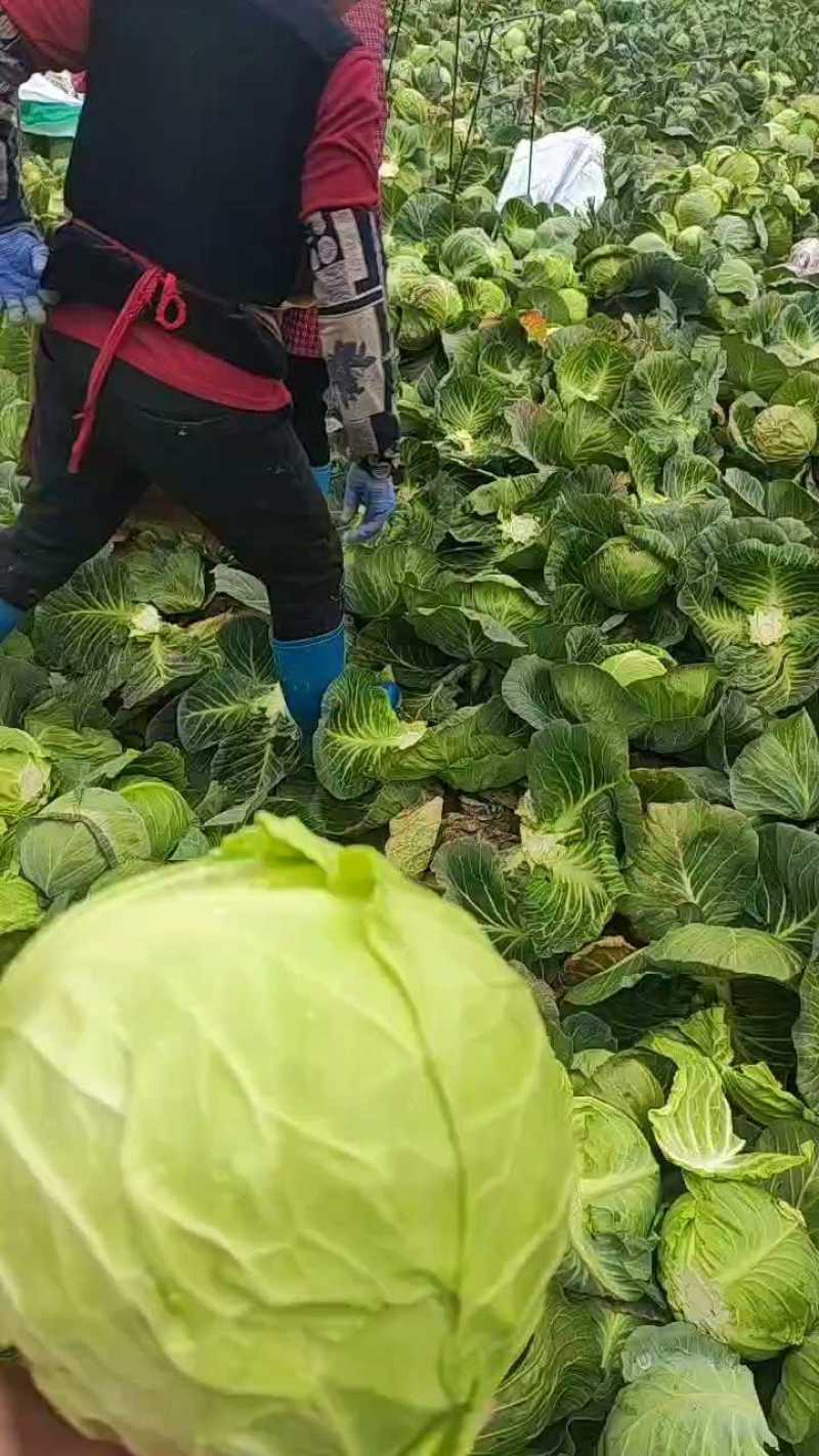 湖北精品甘蓝货源稳定产地一手货源欢迎来电咨询