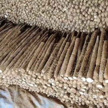 精品白玉山药，品质保障规格齐全，量大从优，稳定供应