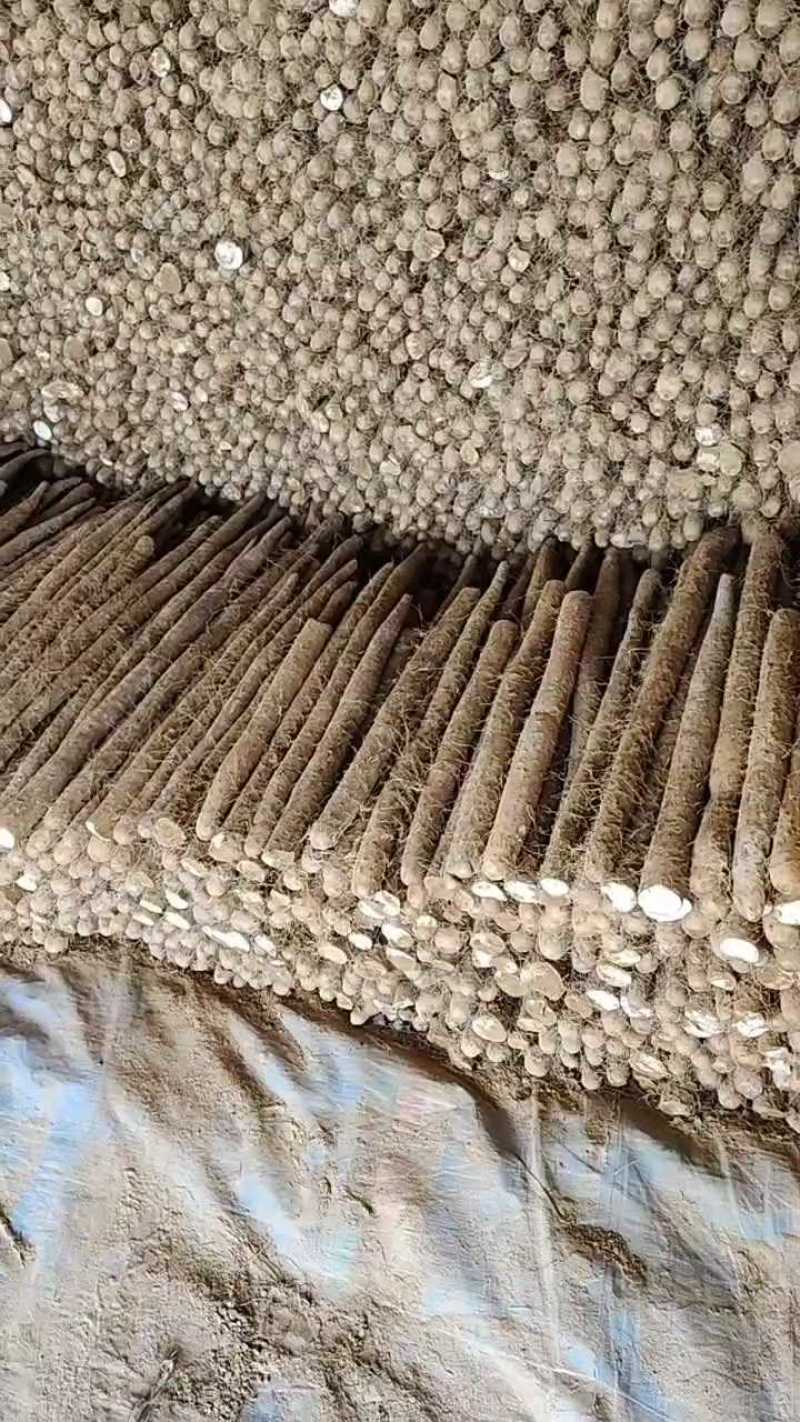 精品白玉山药，品质保障规格齐全，量大从优，稳定供应