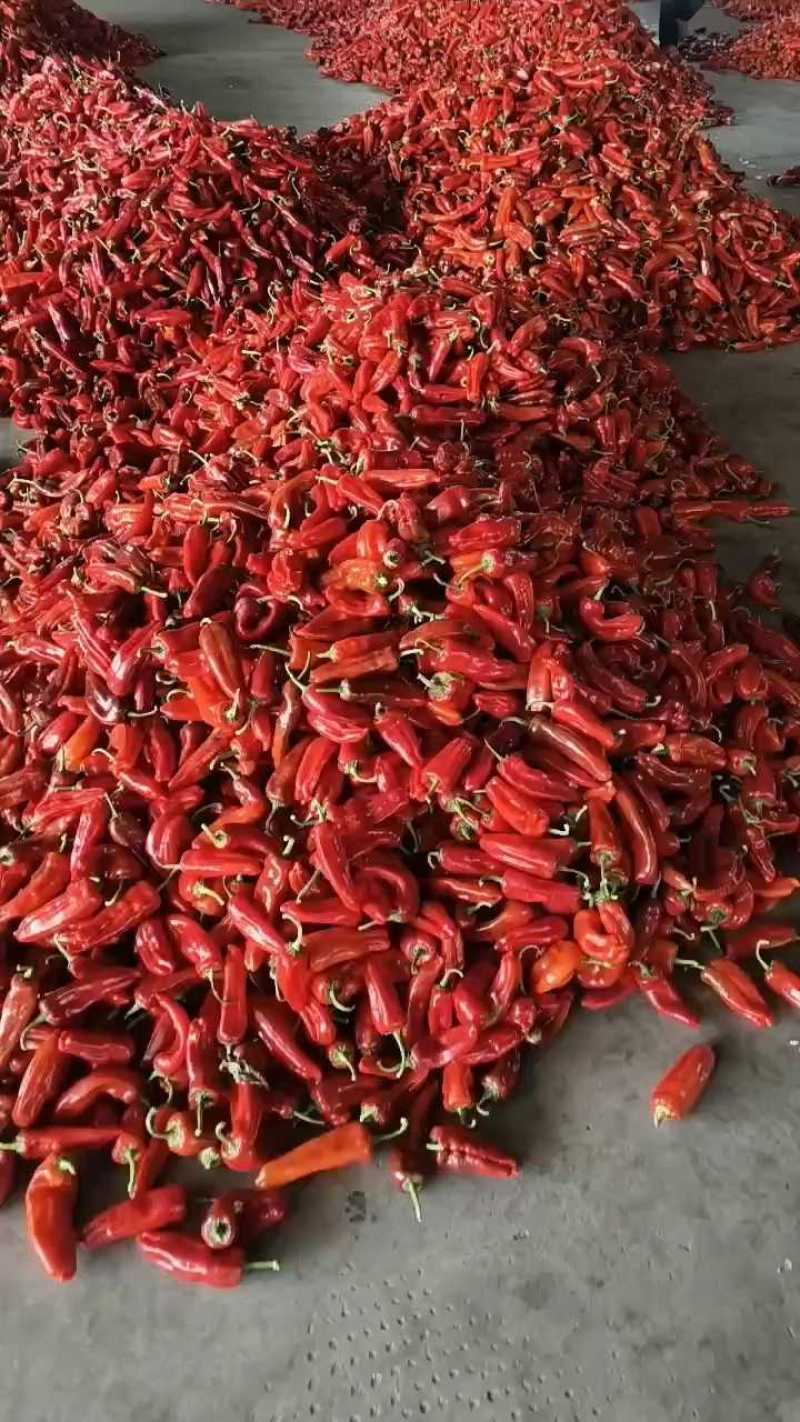 精品红椒芜湖鲜辣椒一手货源全国发货对接电商市场