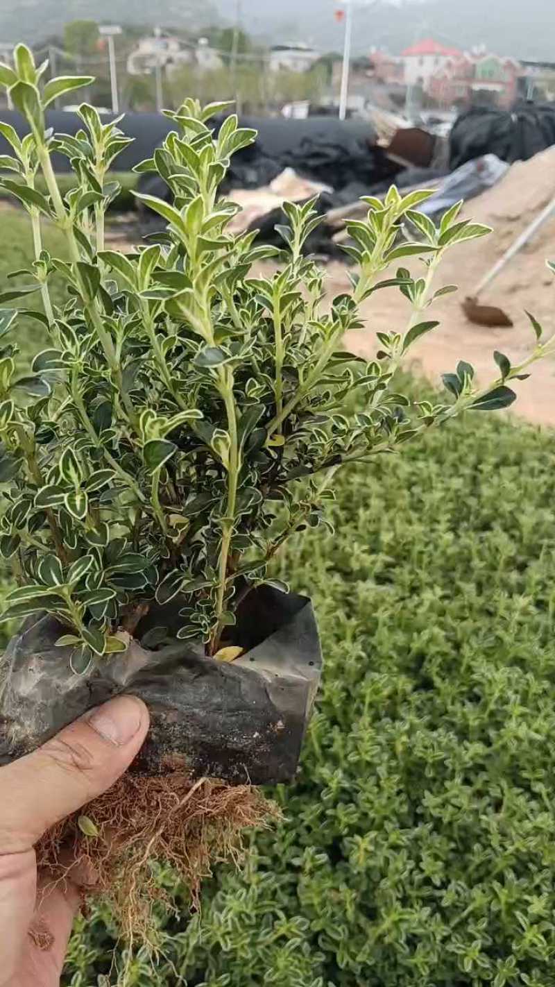 金边六月雪，大小规格袋苗，及各种绿化苗木支持视频看货