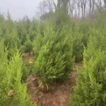 常年出售柏树精品塔柏，松柏，量大从优，低价出售