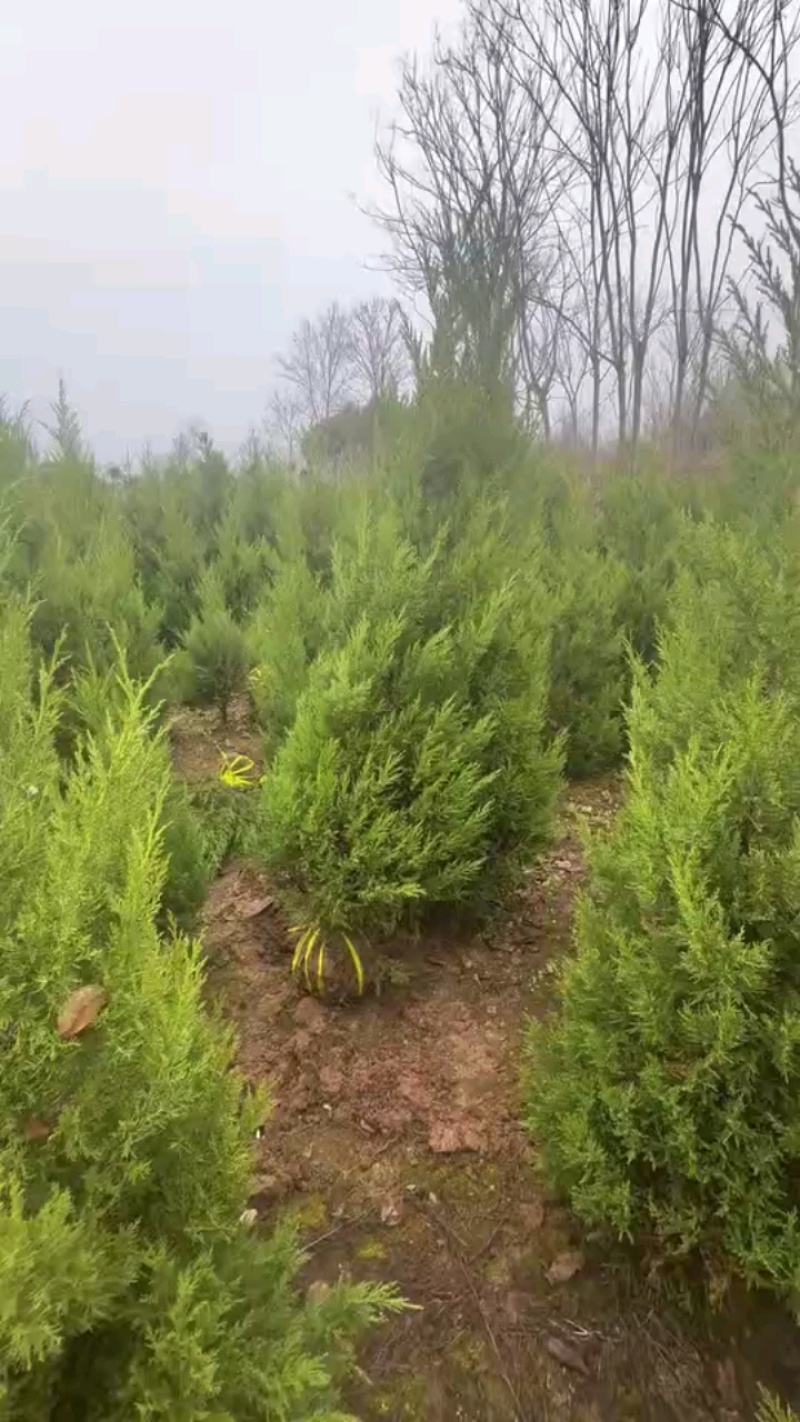 常年出售柏树精品塔柏，松柏，量大从优，低价出售