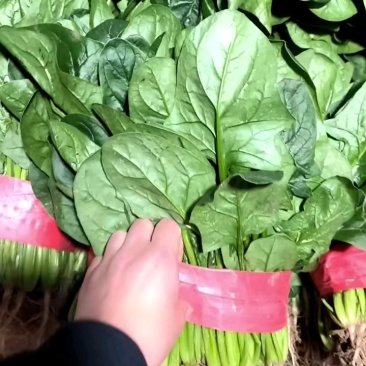 精品小菠菜，品质优良，根叶完好！