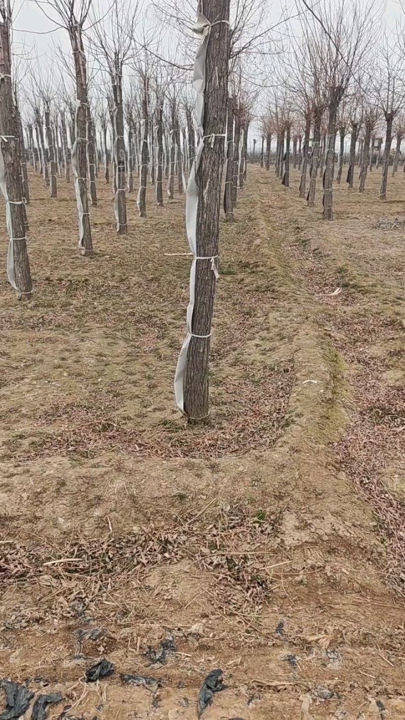 嫁接香花槐树/基地直发/价格可谈/全国发货/诚信经营