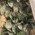 河南商丘精品趴地波菜量大从优诚信合作欢迎来电
