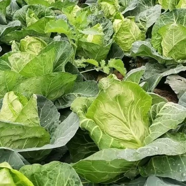 湖北甘蓝牛心甘蓝基地一手货源可视频看货保质保量