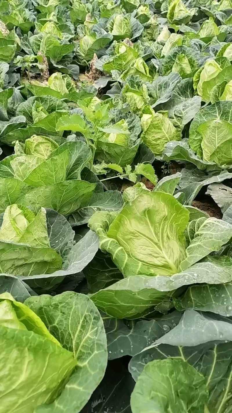 湖北甘蓝牛心甘蓝基地一手货源可视频看货保质保量