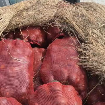精品贝贝南瓜，高桩厚肉，价格劲爆！