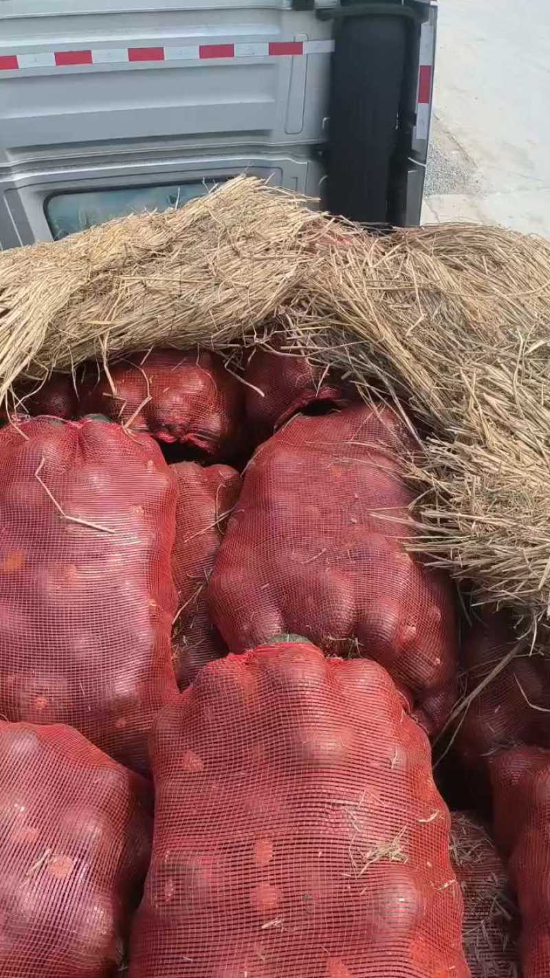精品贝贝南瓜，高桩厚肉，价格劲爆！