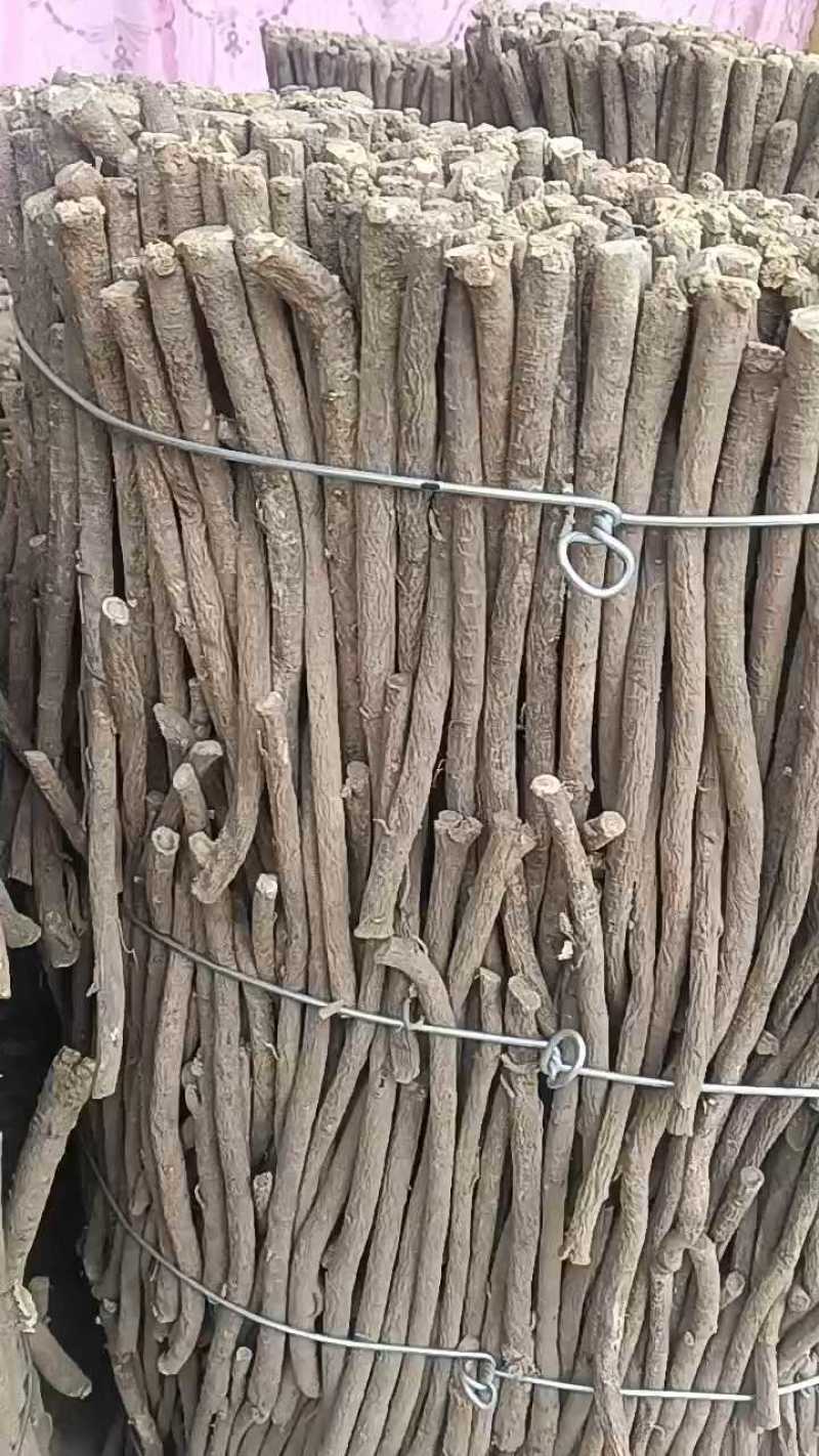甘肃岷县黄芪原条，产地直供现货
