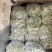 山东优质九粒白芸豆，老来少芸豆大量上市，产地大量供应