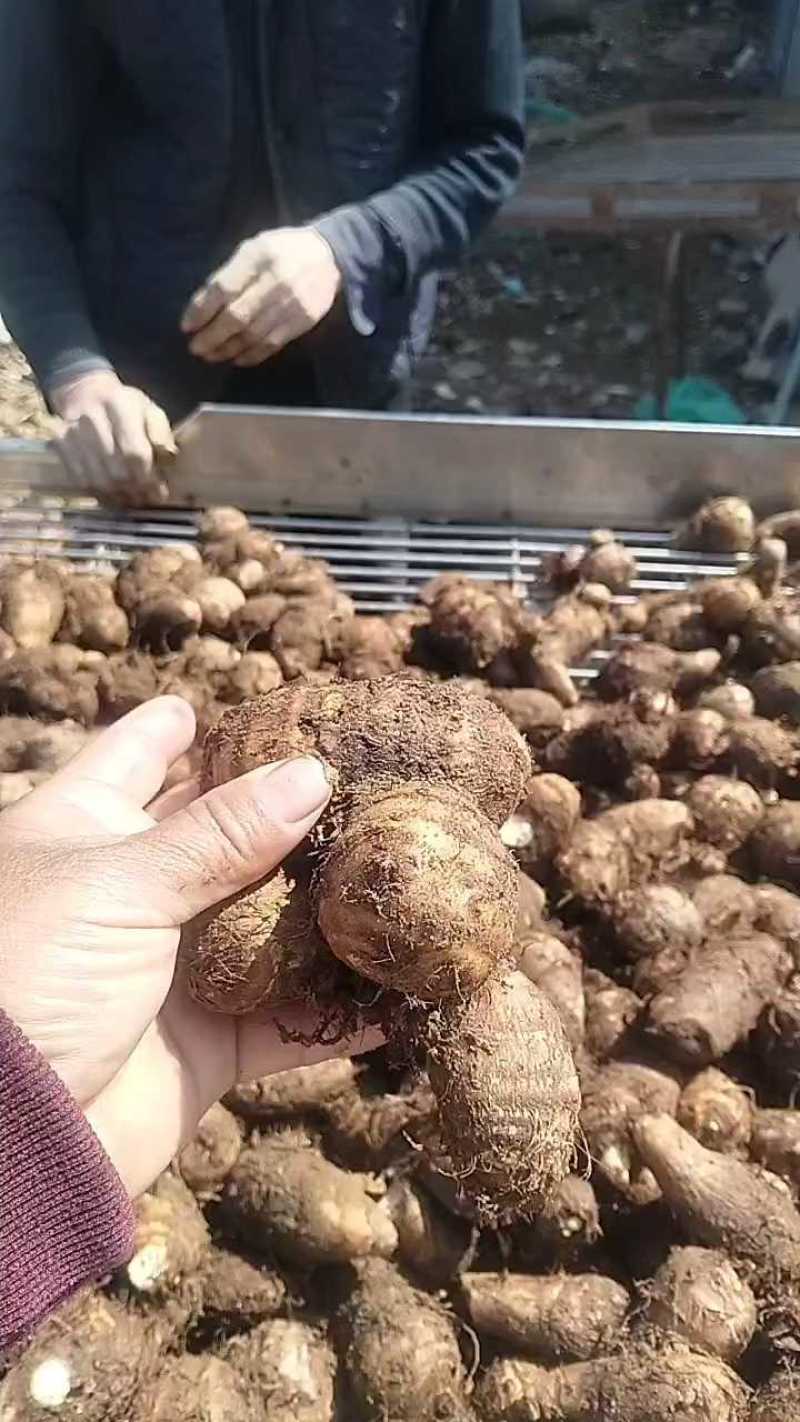 毛芋头8520，沙土地的，大中小，大量有货供应，货源充足