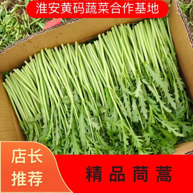 茼蒿精品茼蒿新鲜现采基地直供品质保障