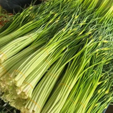 [白帽蒜苔]蒜苔各种规格对接商超市场电商欢迎来电