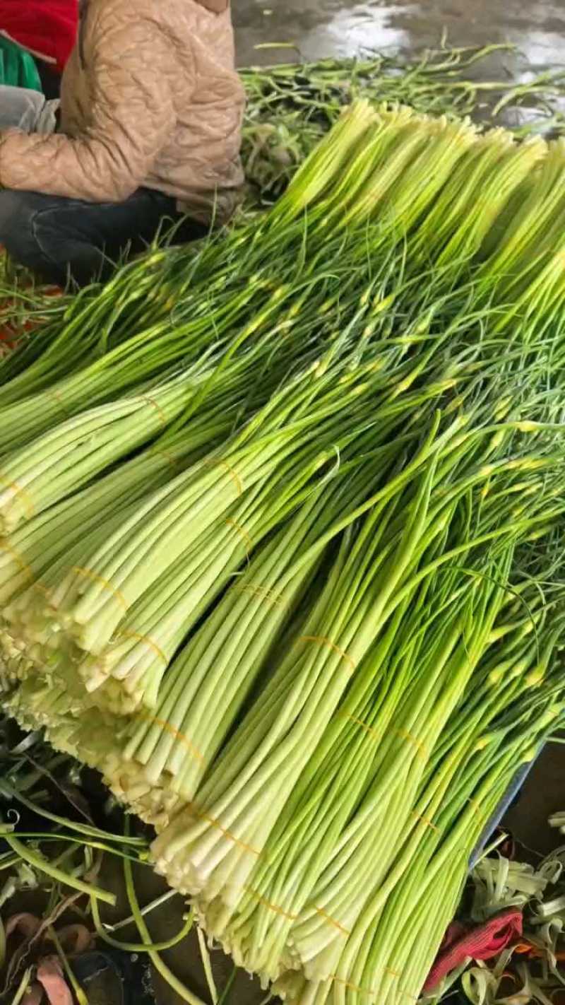 [白帽蒜苔]蒜苔各种规格对接商超市场电商欢迎来电