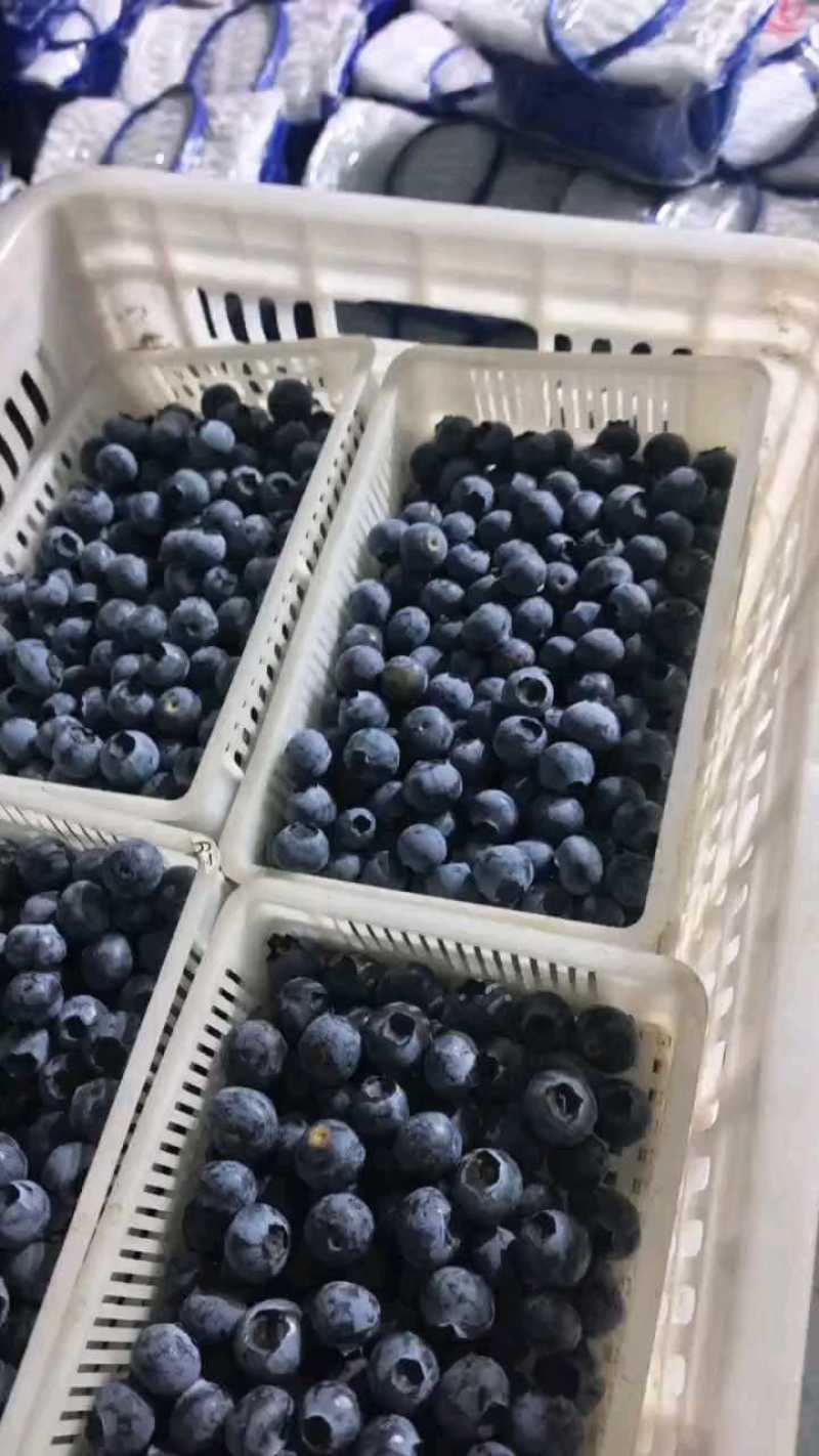 高山花香蓝莓，新鲜采摘，保证质量，