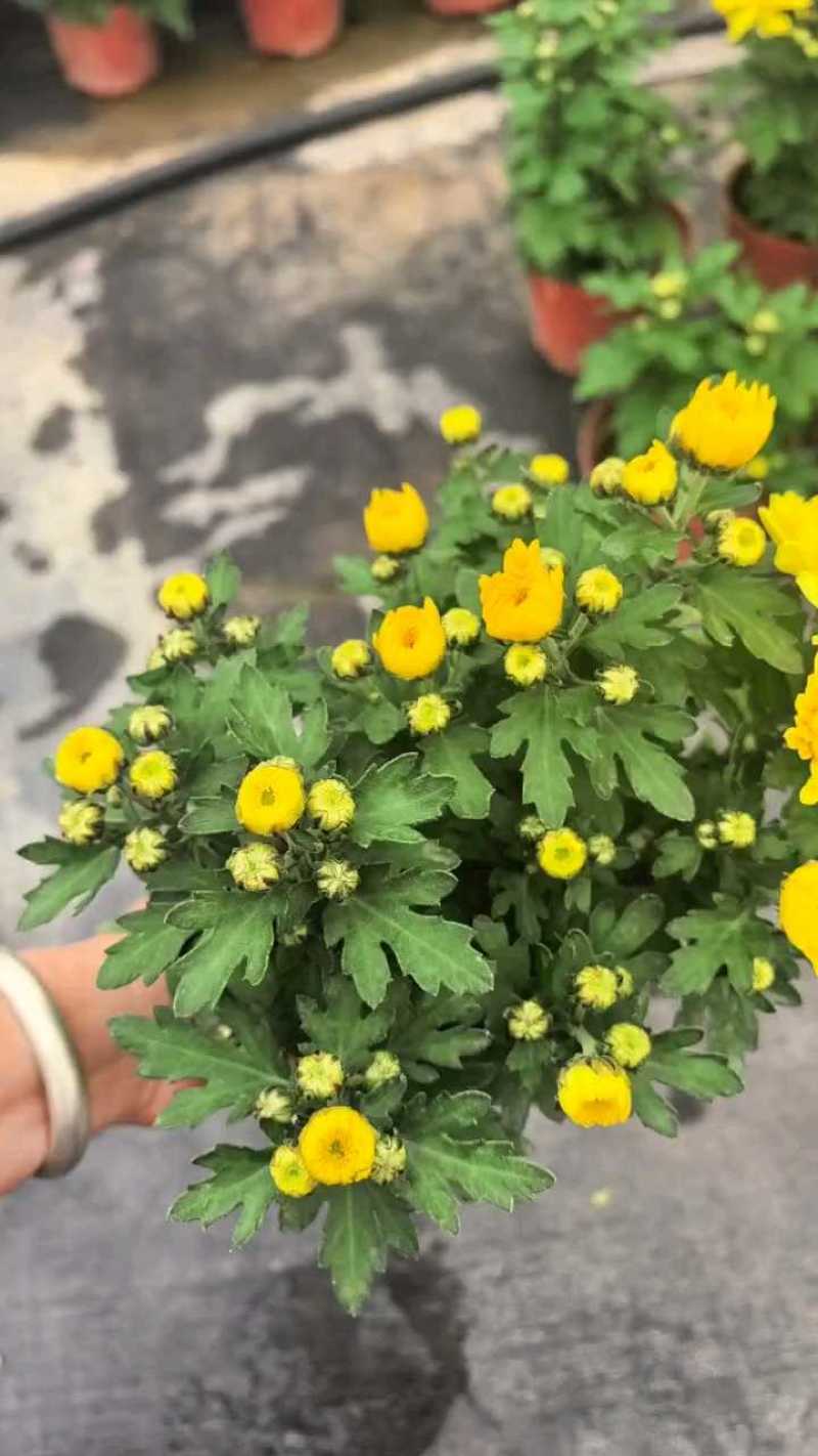 福建漳州菊花盆栽，自家货源/基地直发/量大从优