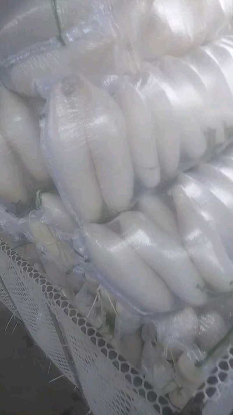 四川白萝卜装车中，三毛一斤，一斤半到两斤重！