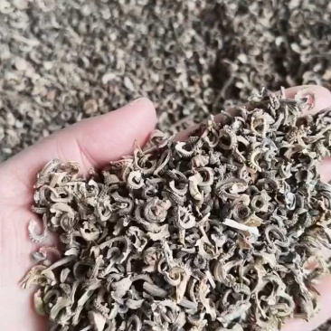 金盏菊种子金盏花种子四季易种花种子长生菊花海观赏花卉种子