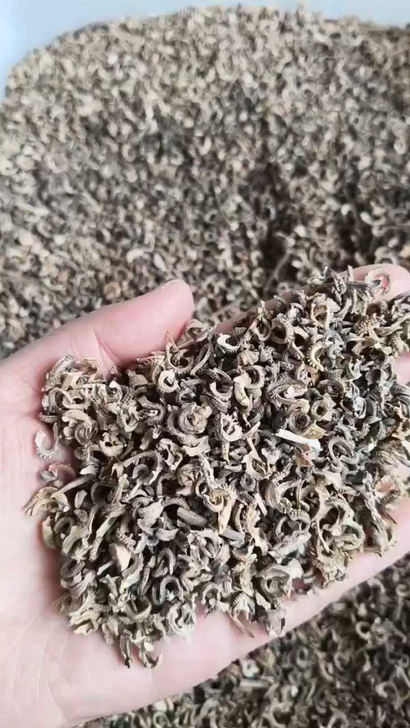 金盏菊种子金盏花种子四季易种花种子长生菊花海观赏花卉种子