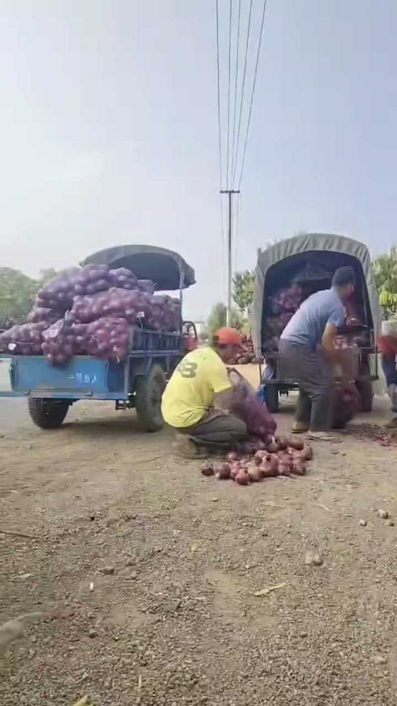 红皮洋葱，云南鲜葱