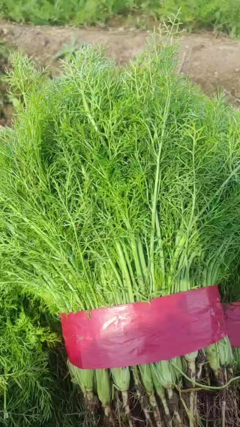 河北邯郸永年区茴香