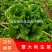 生菜意大利生菜新鲜现采基地直供品质保证