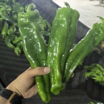 辣椒，泡椒，螺丝椒，芜湖椒，线椒产地，诚信经营，保质保量