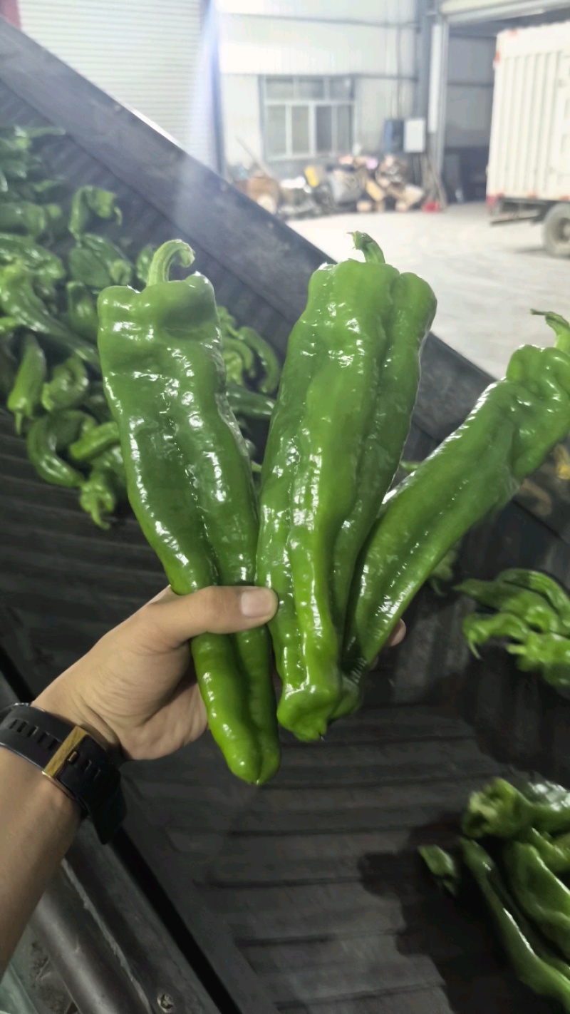 辣椒，泡椒，螺丝椒，芜湖椒，线椒产地，诚信经营，保质保量
