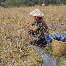 恩施来凤藤茶芽朵
