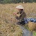 恩施来凤藤茶芽朵