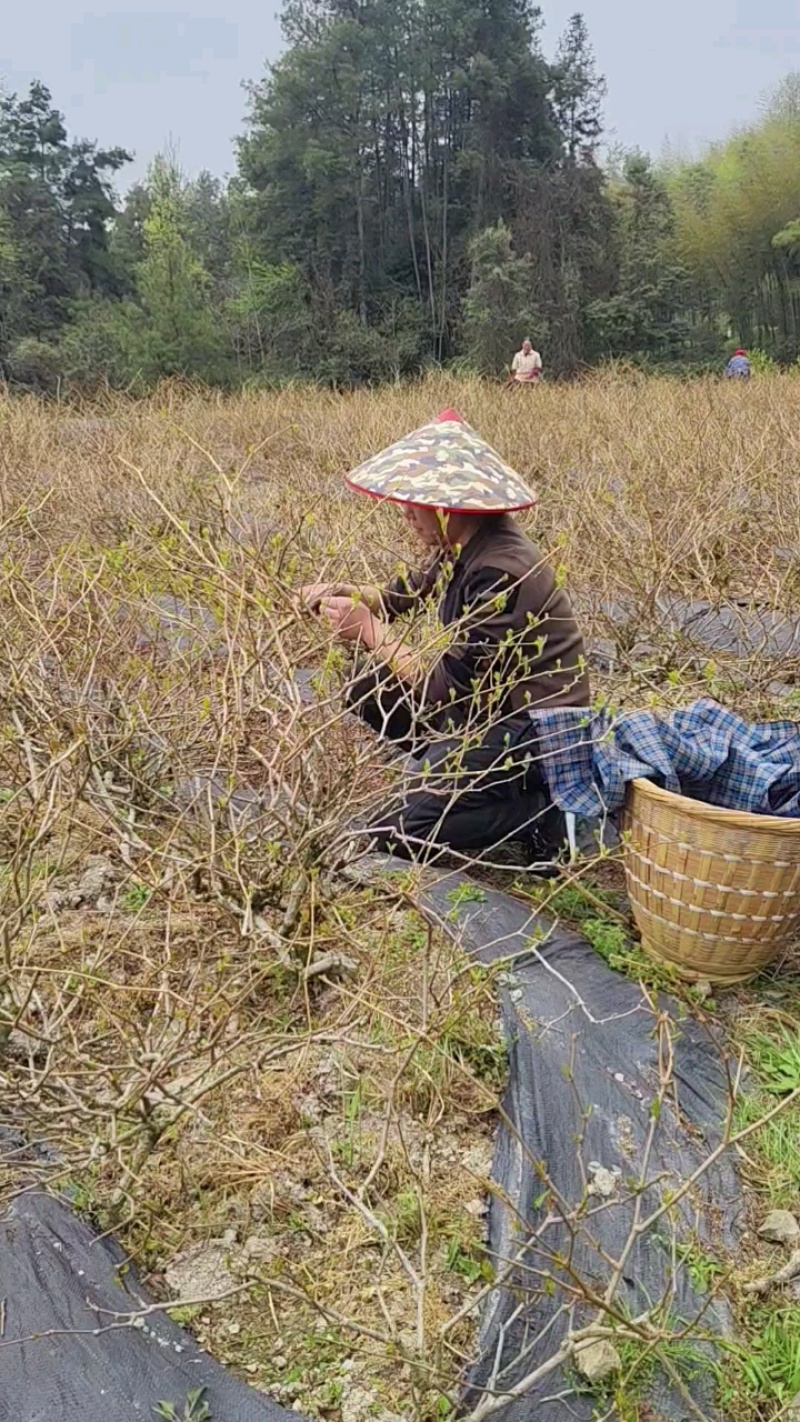 恩施来凤藤茶芽朵