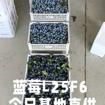 蓝莓L25F611等蓝莓大量有货基地直供品质优新鲜现摘