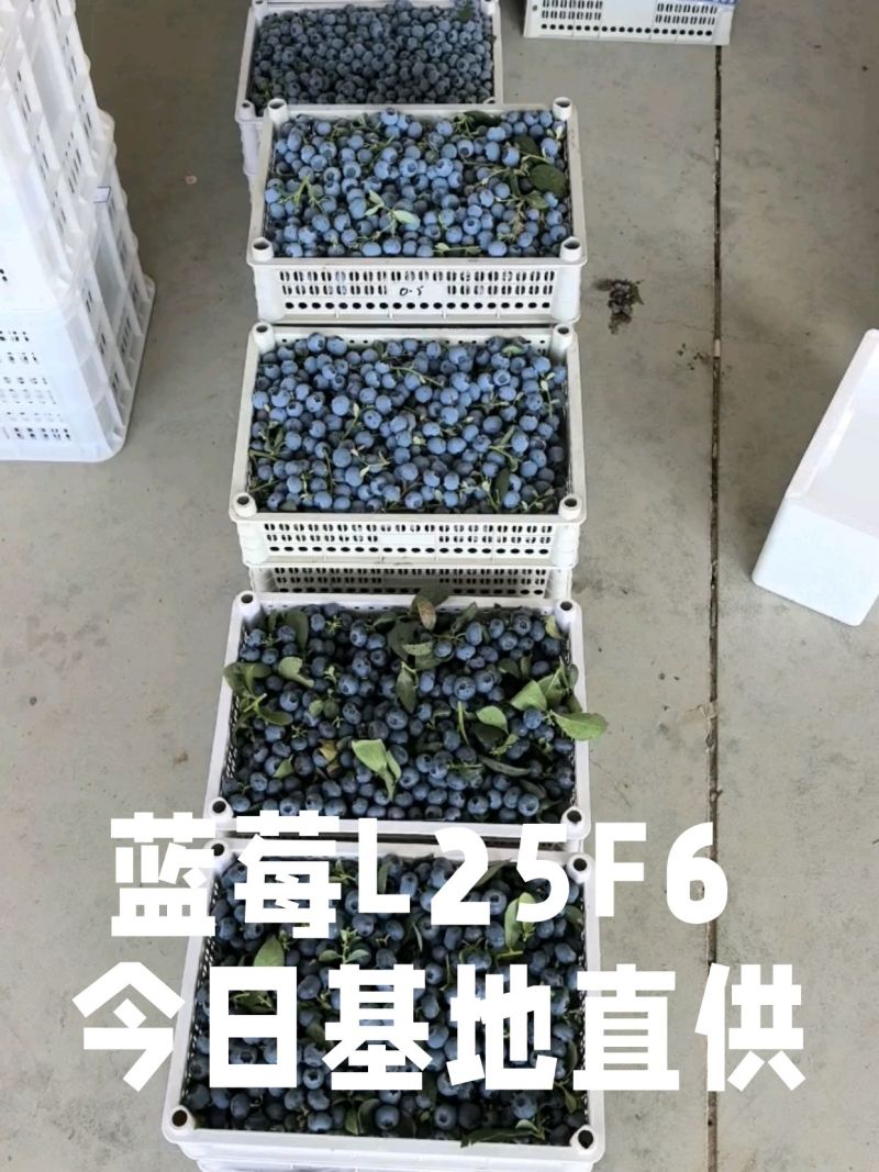 蓝莓L25F611等蓝莓大量有货基地直供品质优新鲜现摘