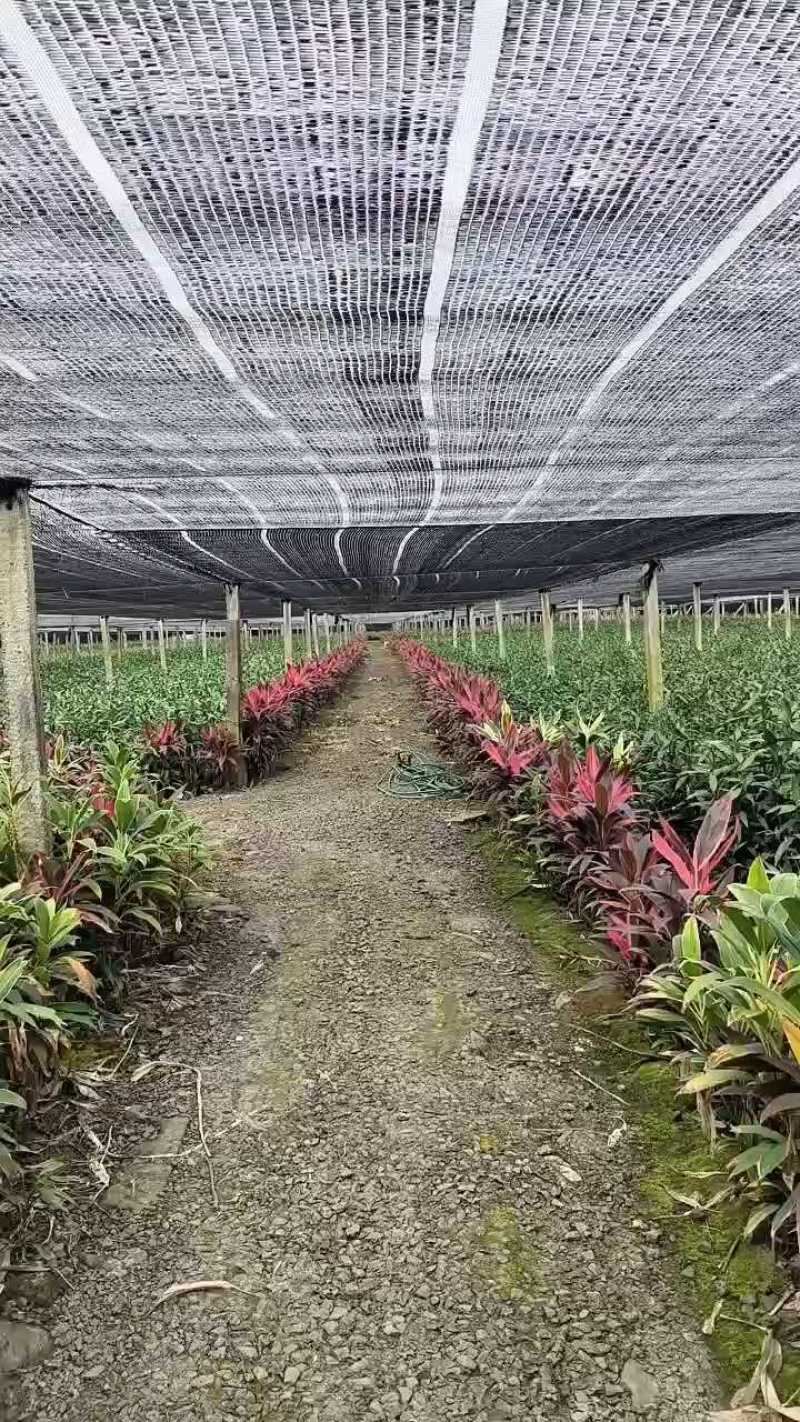 精品大叶竹红竹大中小基地直供诚信经营量大价优欢迎老板采购