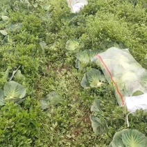 精品通旺甘蓝产地一手货源全国发货量大价优欢迎随时联系