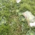 精品通旺甘蓝产地一手货源全国发货量大价优欢迎随时联系