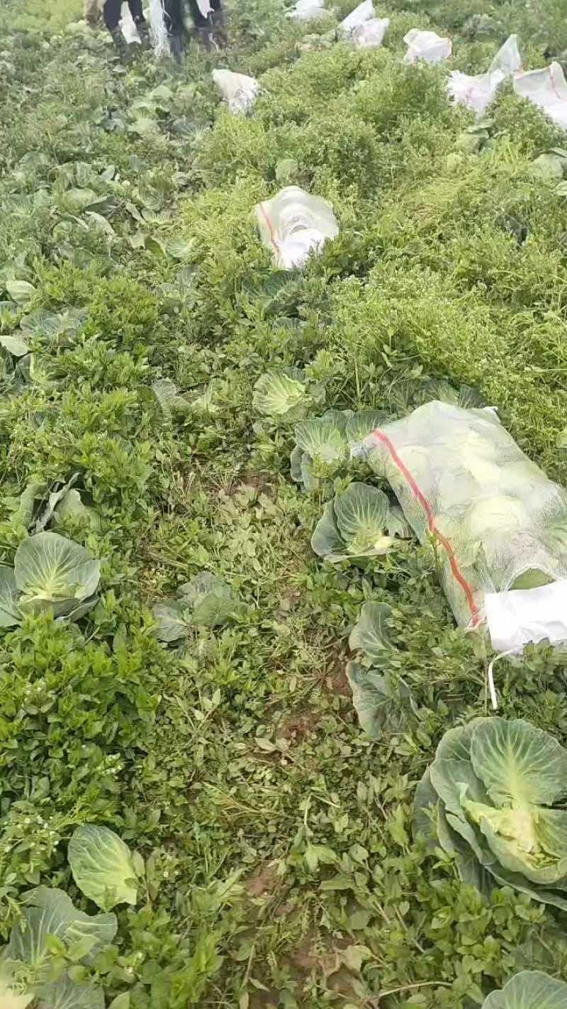 精品通旺甘蓝产地一手货源全国发货量大价优欢迎随时联系