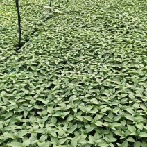 【辣椒苗】8号线椒苗：湖南椒，全基基质穴盘苗