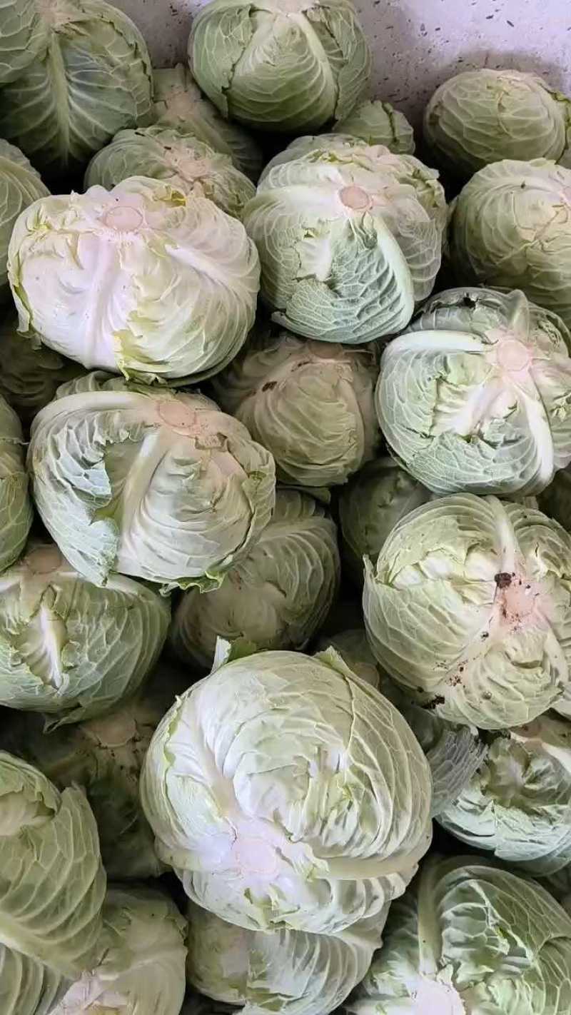 包菜正在装车中…叶片嫩绿，个头适中，大量有货…