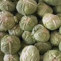 汉中包菜装车中，物美价廉，欢迎联系！