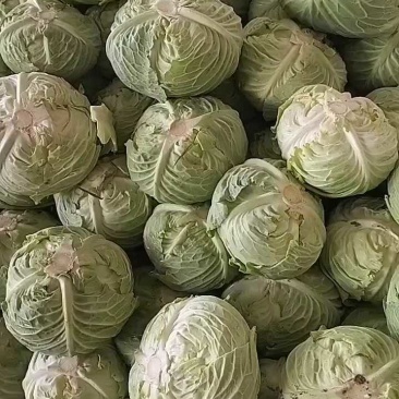 汉中包菜装车中，物美价廉，欢迎联系！